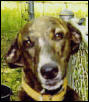 Greyhound - Anna