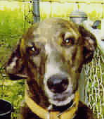Greyhound - Anna