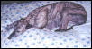 Bambi - Greyhound