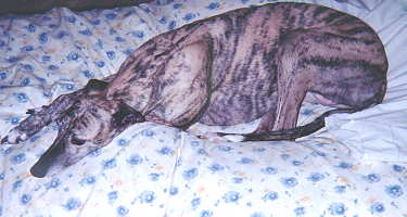 Bambi - Greyhound