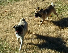 Lacey Joins Our Pack