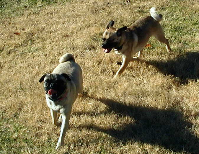 Lacey Joins Our Pack
