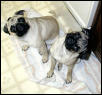 Katie & Kelly - Pugs