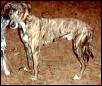 Bert - greyhound