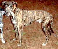 Bert - greyhound