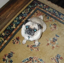 Another Pug in the Pack