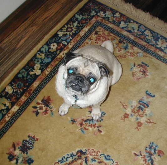 Another Pug in the Pack