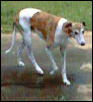 Early - greyhound