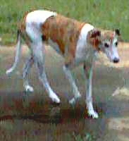 Early - greyhound