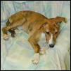 Jigger at 30  pounds