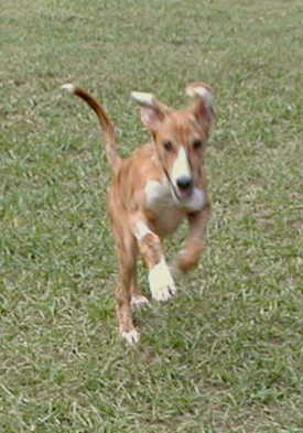 Jiggers Health Update 10/7