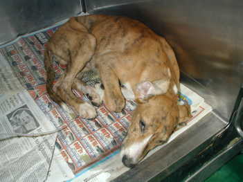 Jigger 3month old greyhound