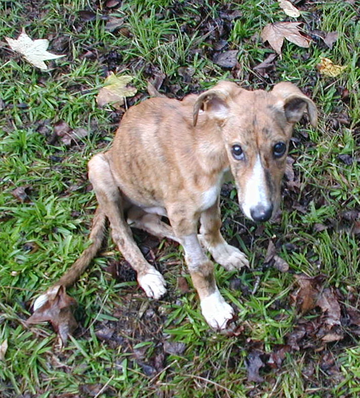 HOME SWEET JIGGER