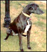 Mary - greyhound