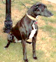 Mary - greyhound