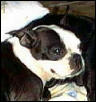 Minnie - Boston Terror