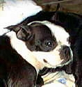 Minnie - Boston Terror