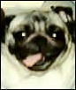 Pokie -Pug