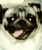Pokie -Pug