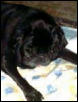 Sammie - Pug