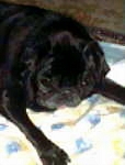 Sammie - Pug