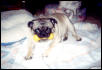 Tofu - Pug