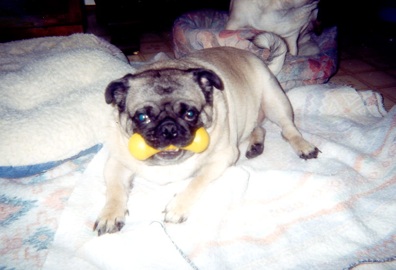 Tofu - Pug
