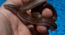 Striped Zululand African House Snake