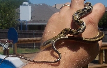 My New Baby Taiwan