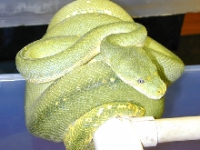 Female Aru