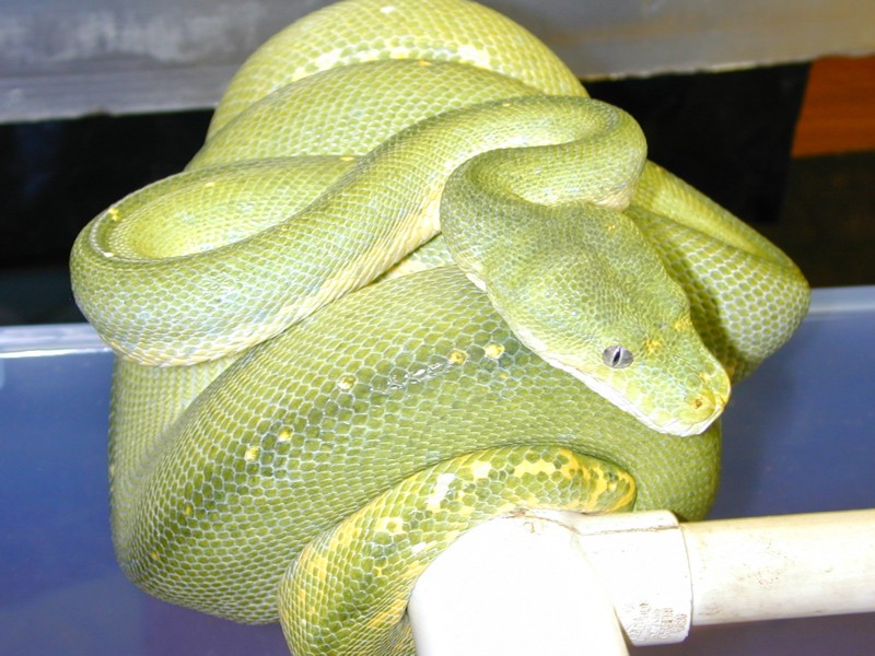 Female Aru
