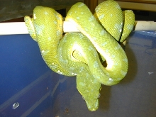 Male Aru