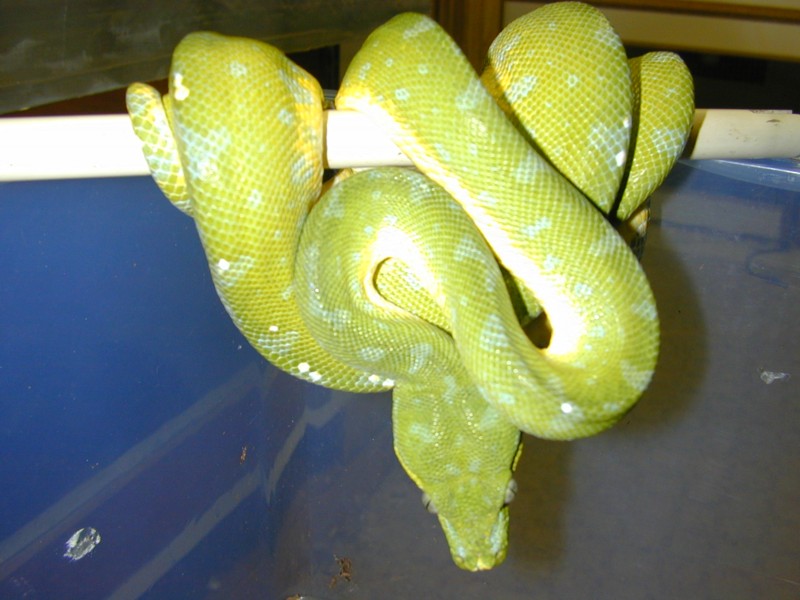 Male Aru