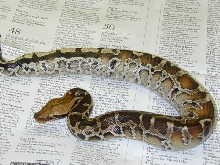 Sarawak09