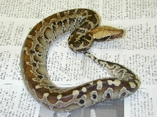 Sarawak12