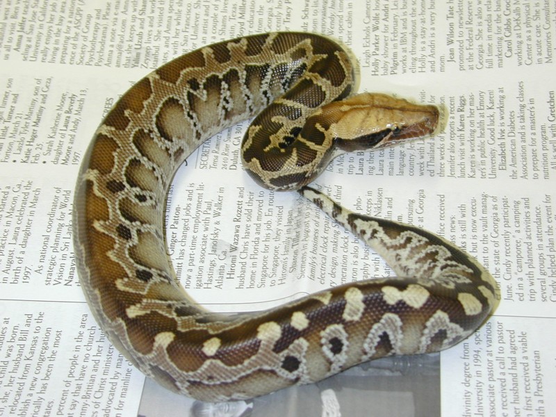 Sarawak12