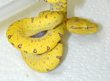 Aru 16