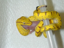 Aru 18