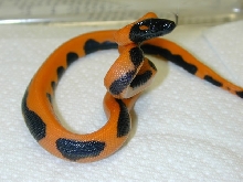Ringed Python #1 - Available