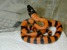 Ringed Python #2 - Available