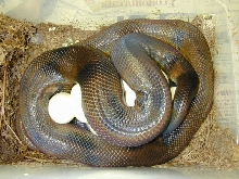 Ringed Python on Eggs