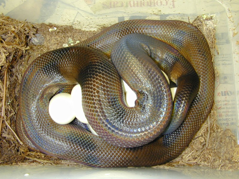 Ringed Python on Eggs