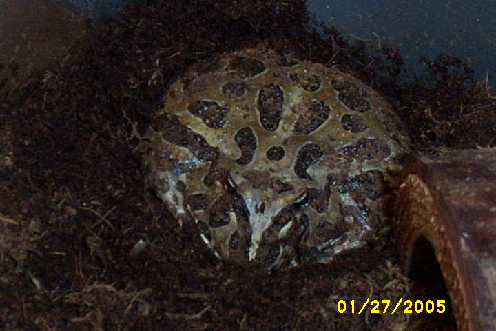 Cranwell Horned Frog - Kraid -