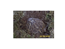 Cranwell Horned Frog