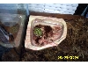 Kraid Growth Comparison - Small