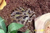 Kraid Stripe