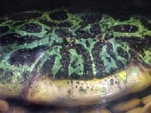 Example of an OBESE frog