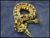 2002 pastel male