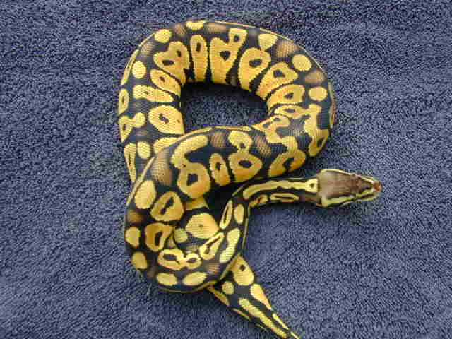2002 pastel male