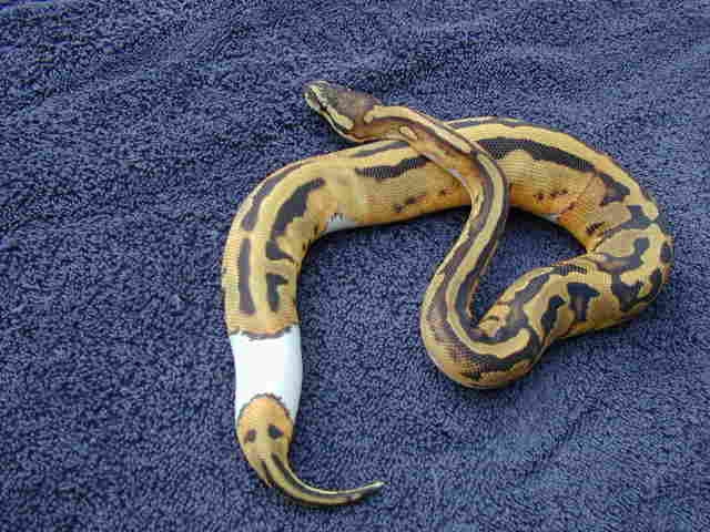 2002 pied female